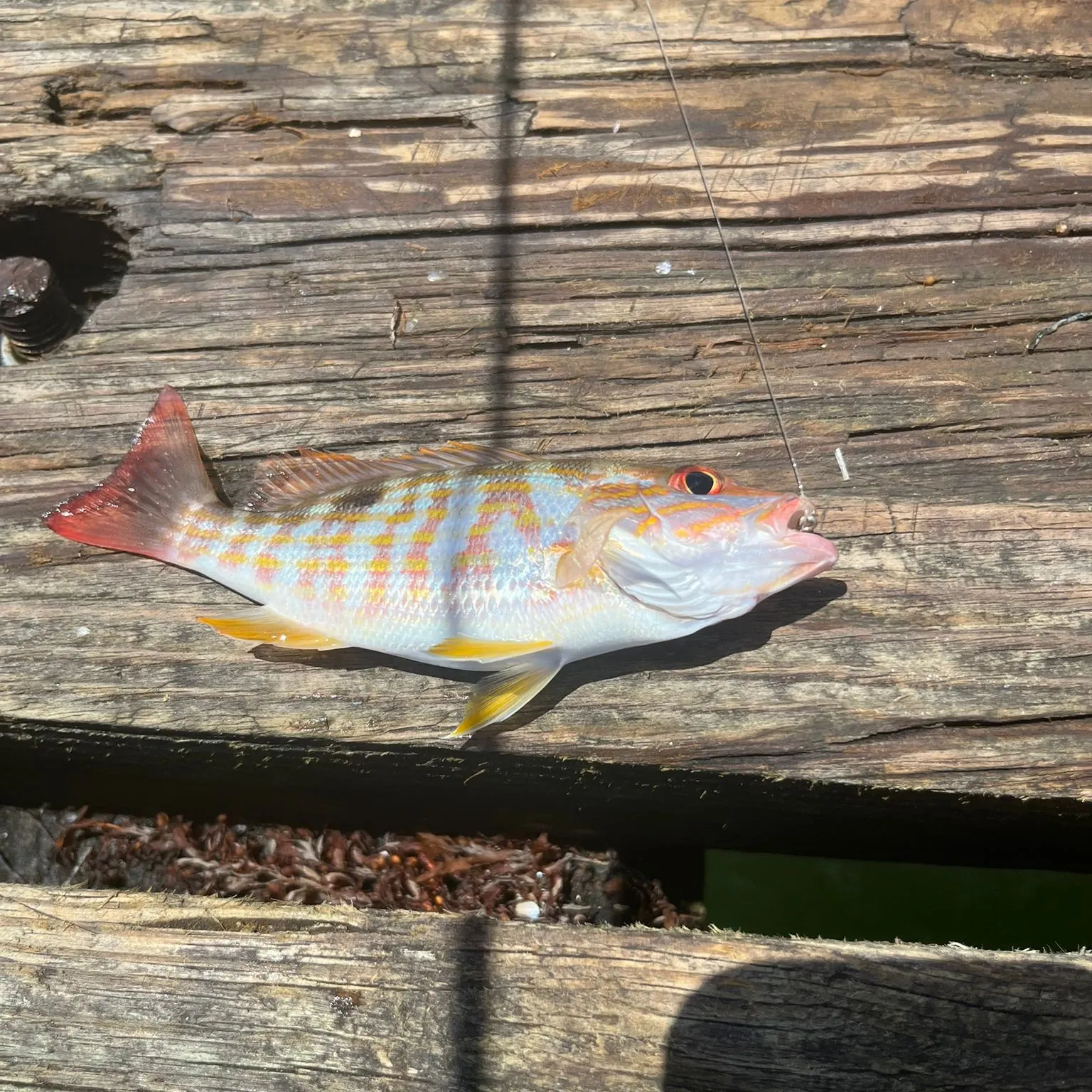 The most recent Mutton snapper catches on Fishbrain