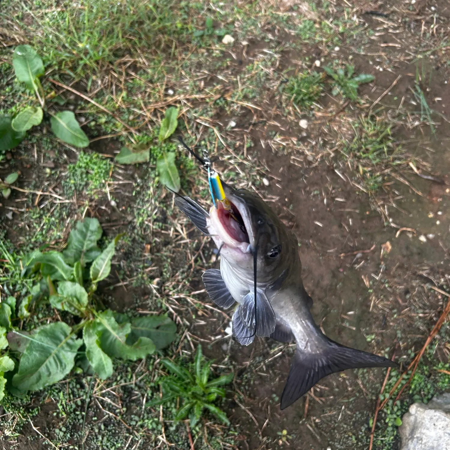 Channel catfish caught on Fishbrain