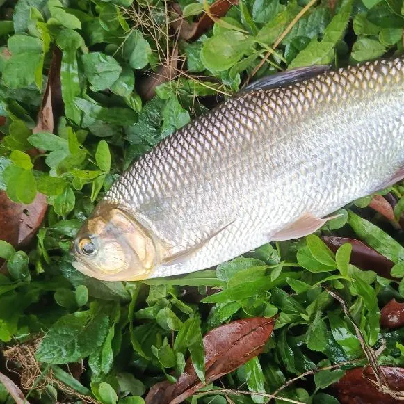 The most recent Dorada catches on Fishbrain