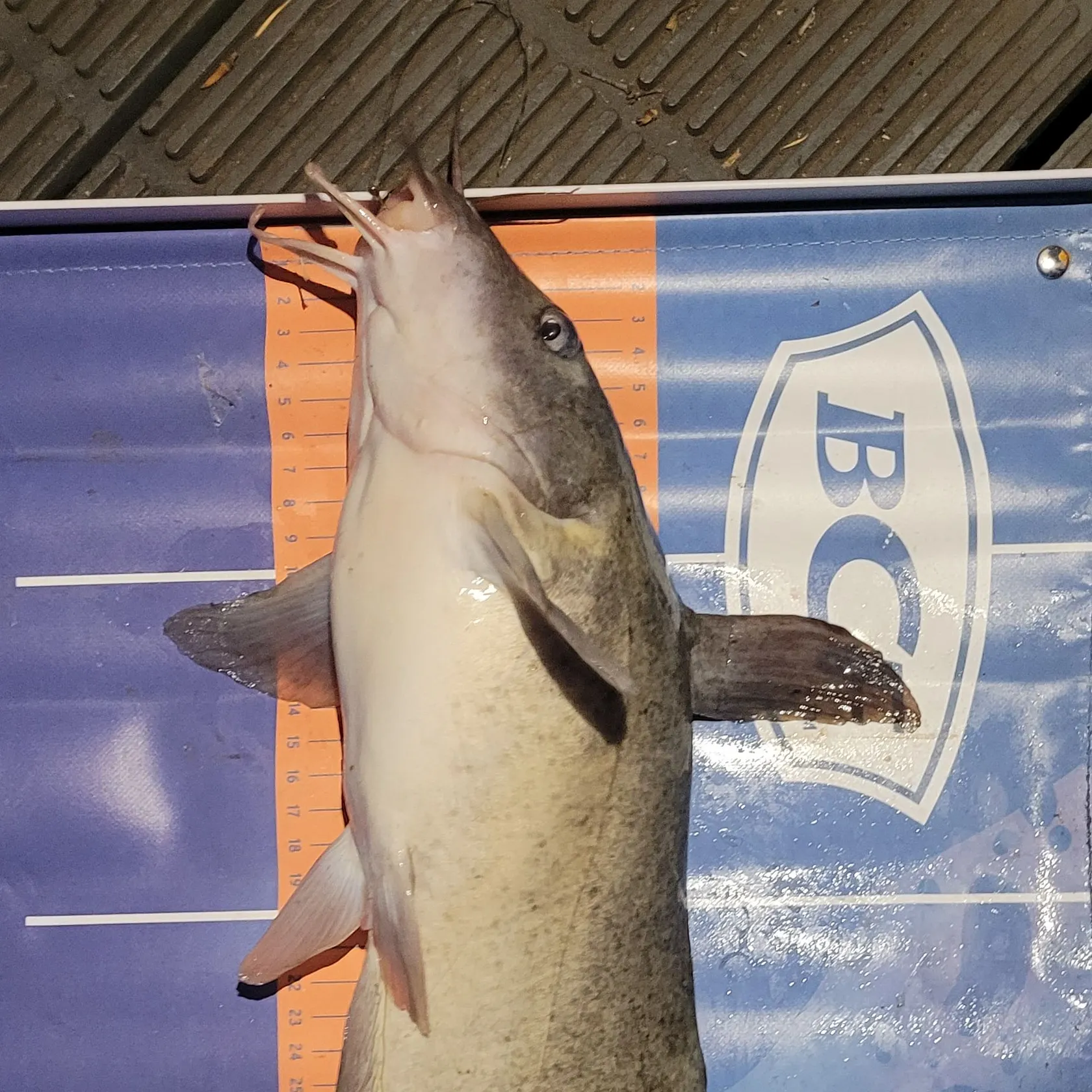 Dewfish caught on Fishbrain