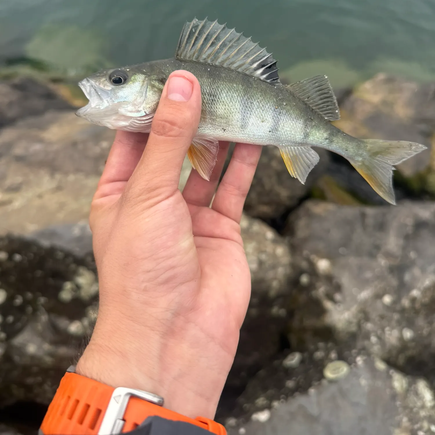 European perch caught on Fishbrain