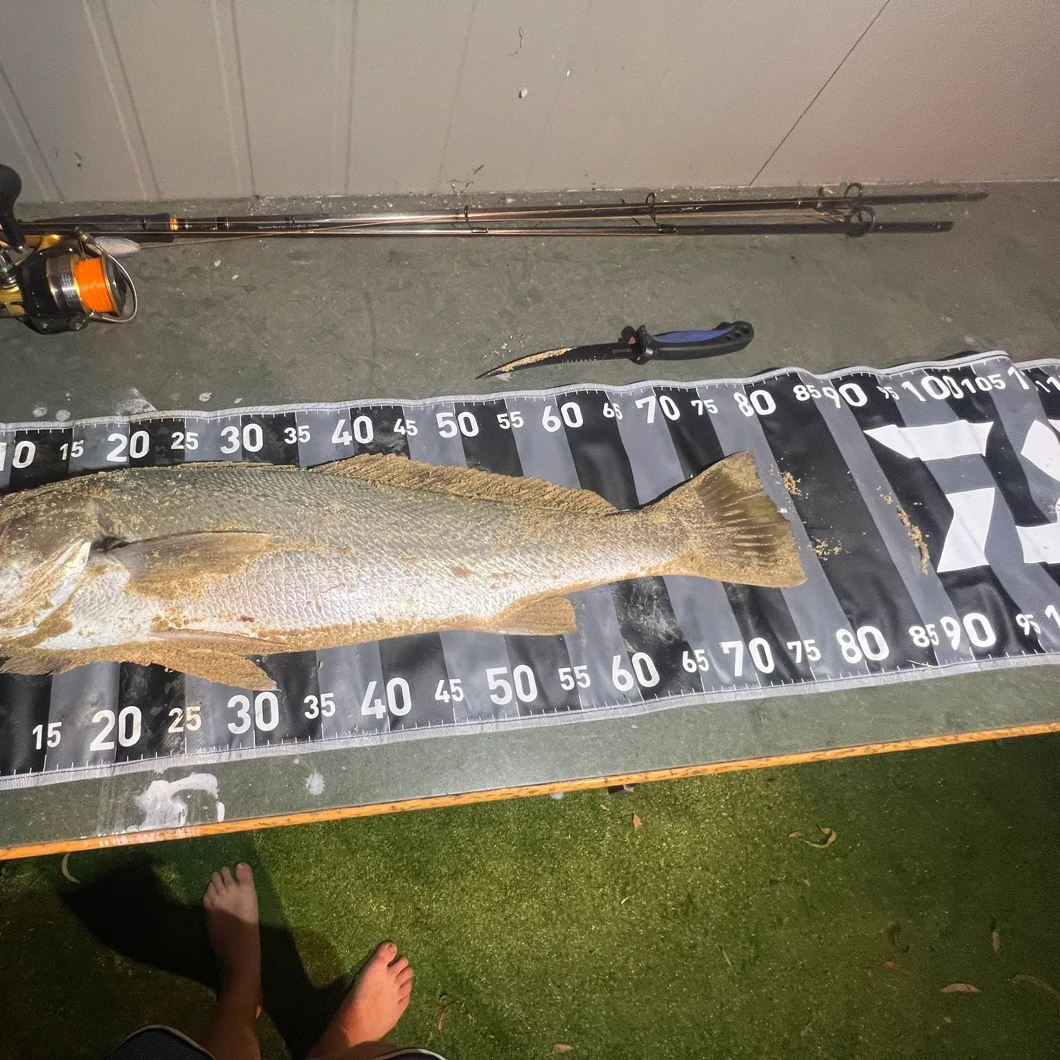 The most recent Japanese meagre catches on Fishbrain