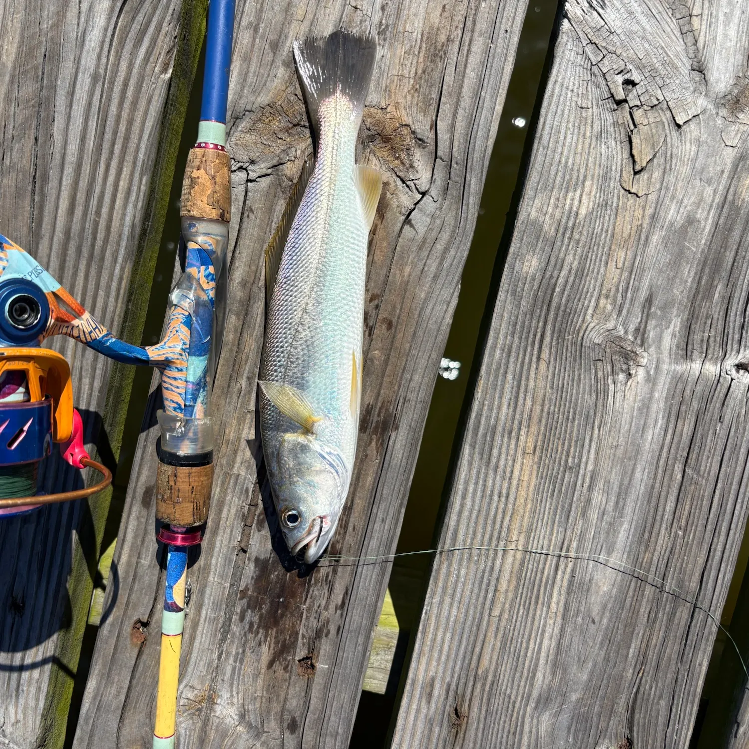 Sand seatrout caught on Fishbrain