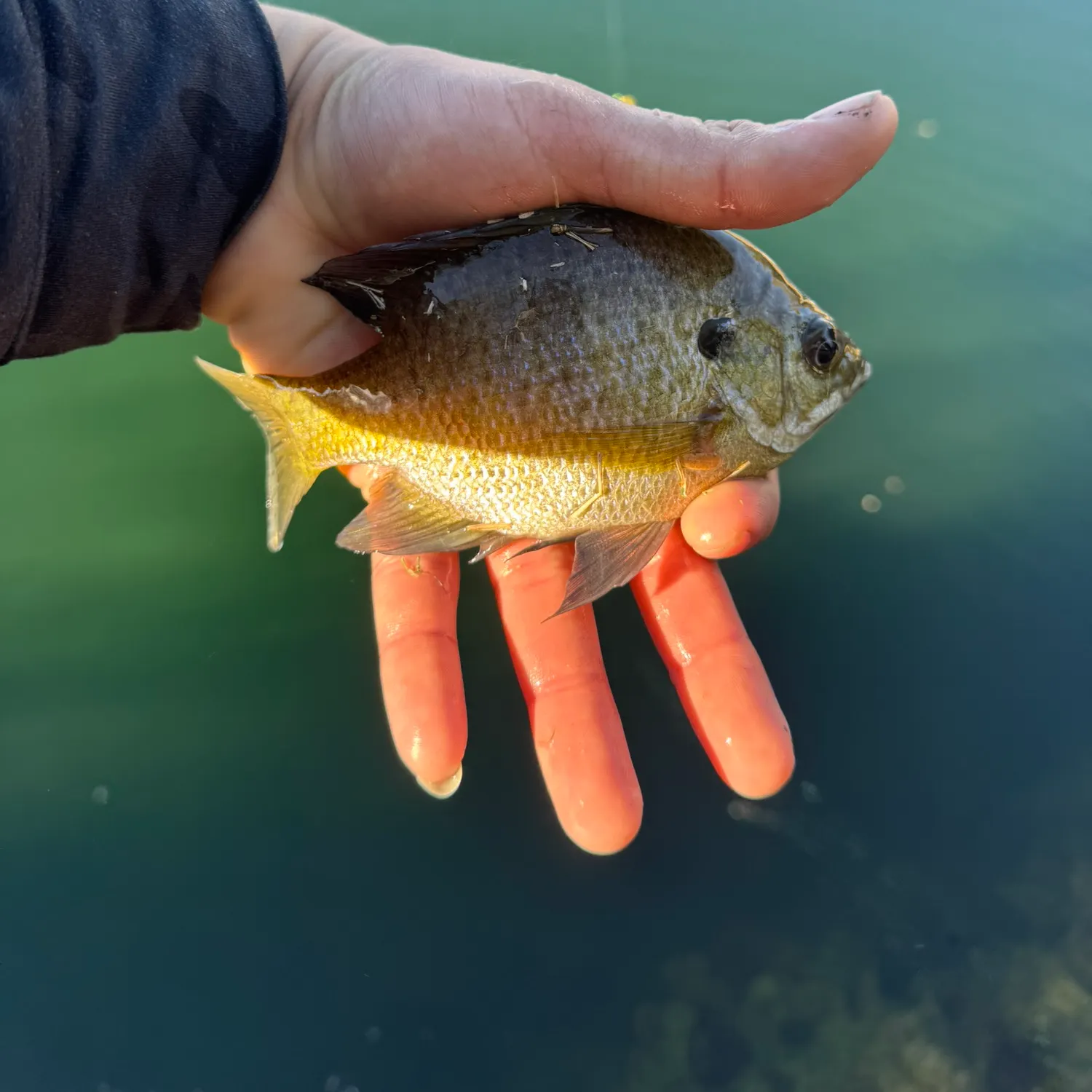 The most recent Bluegill catches on Fishbrain