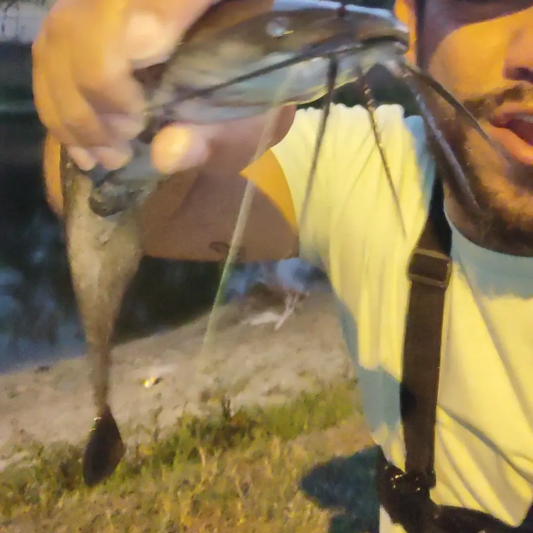 The most recent Walking catfish catches on Fishbrain