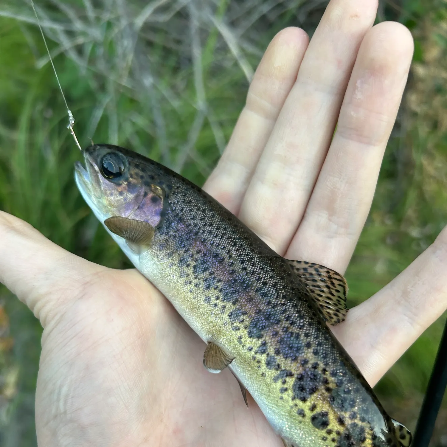 Rainbow trout caught on Fishbrain