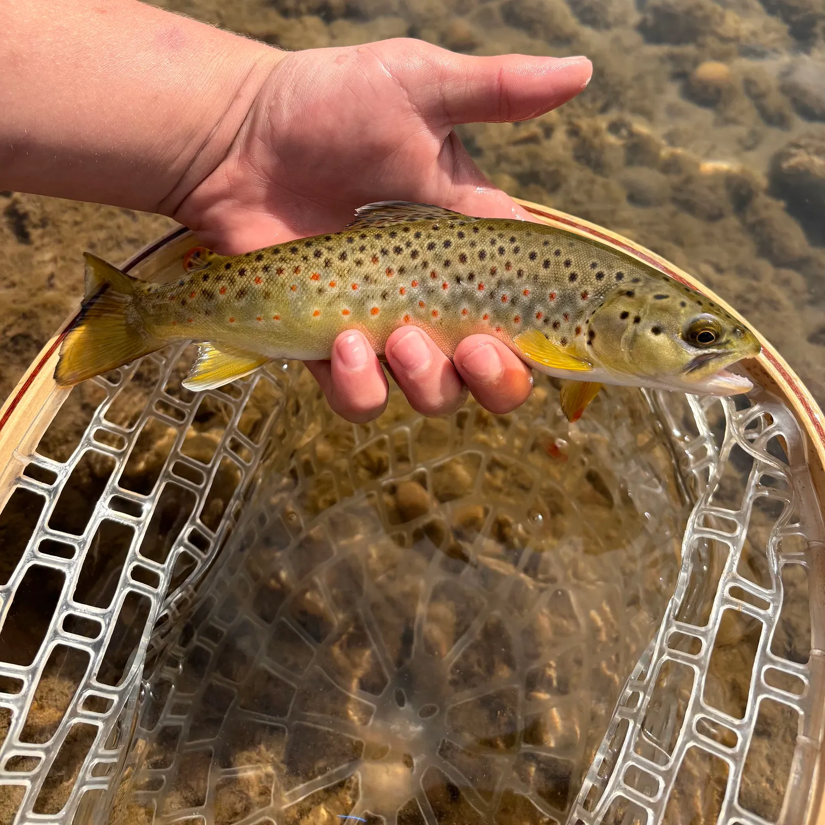 Brown trout caught on Fishbrain