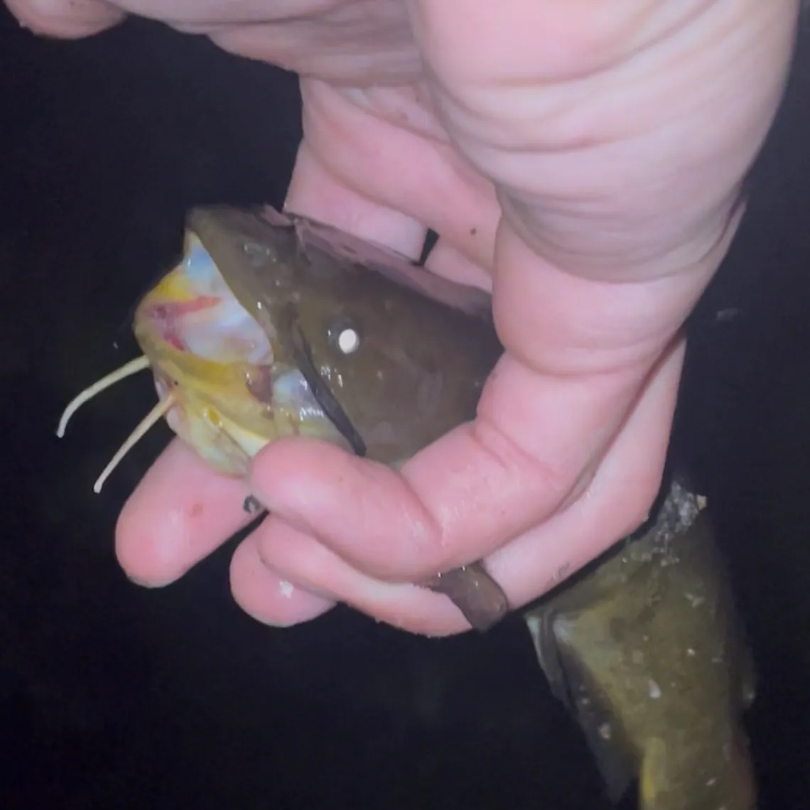 Yellow bullhead caught on Fishbrain