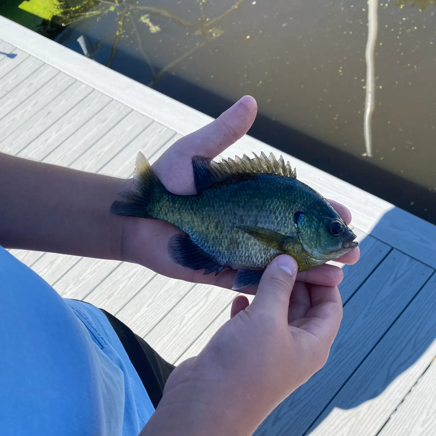 Bluegill caught on Fishbrain
