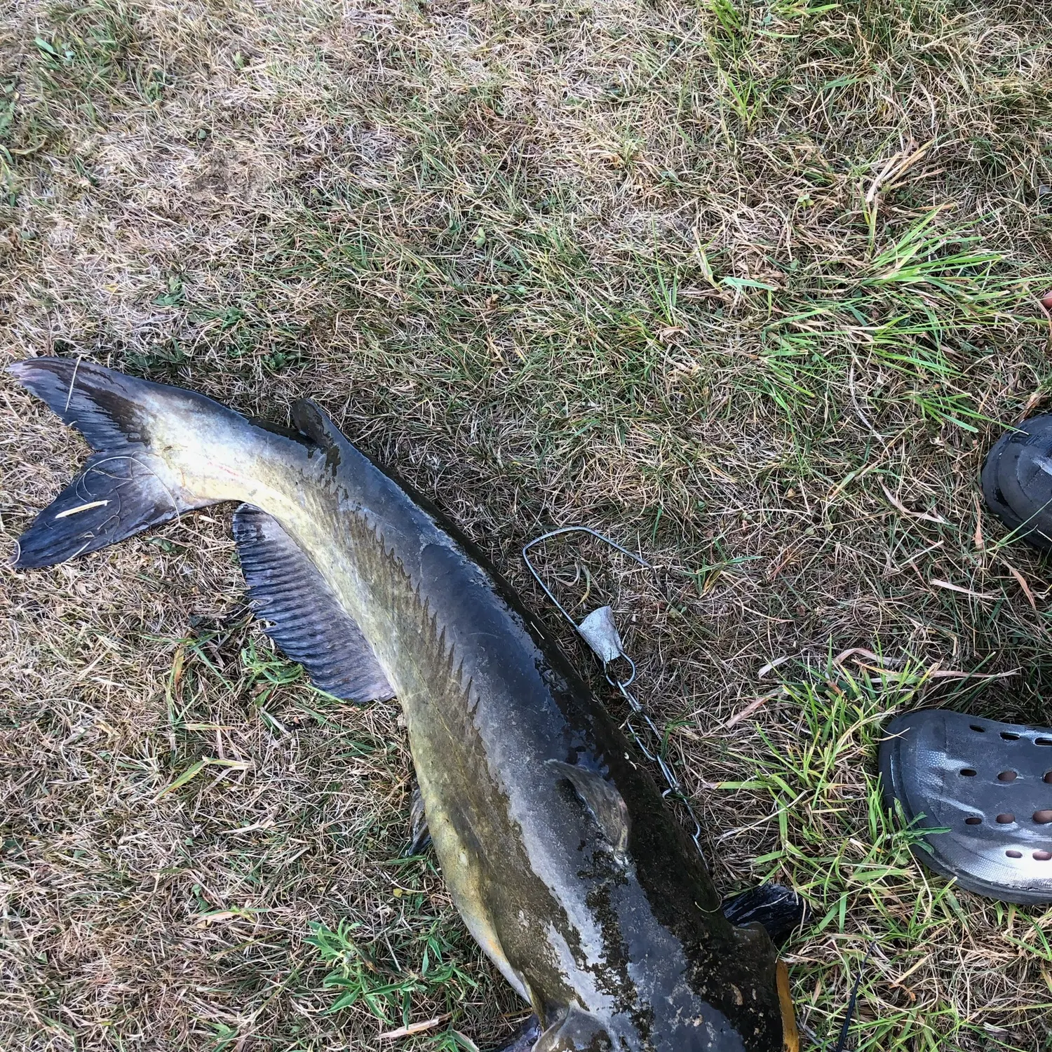 Black bullhead caught on Fishbrain
