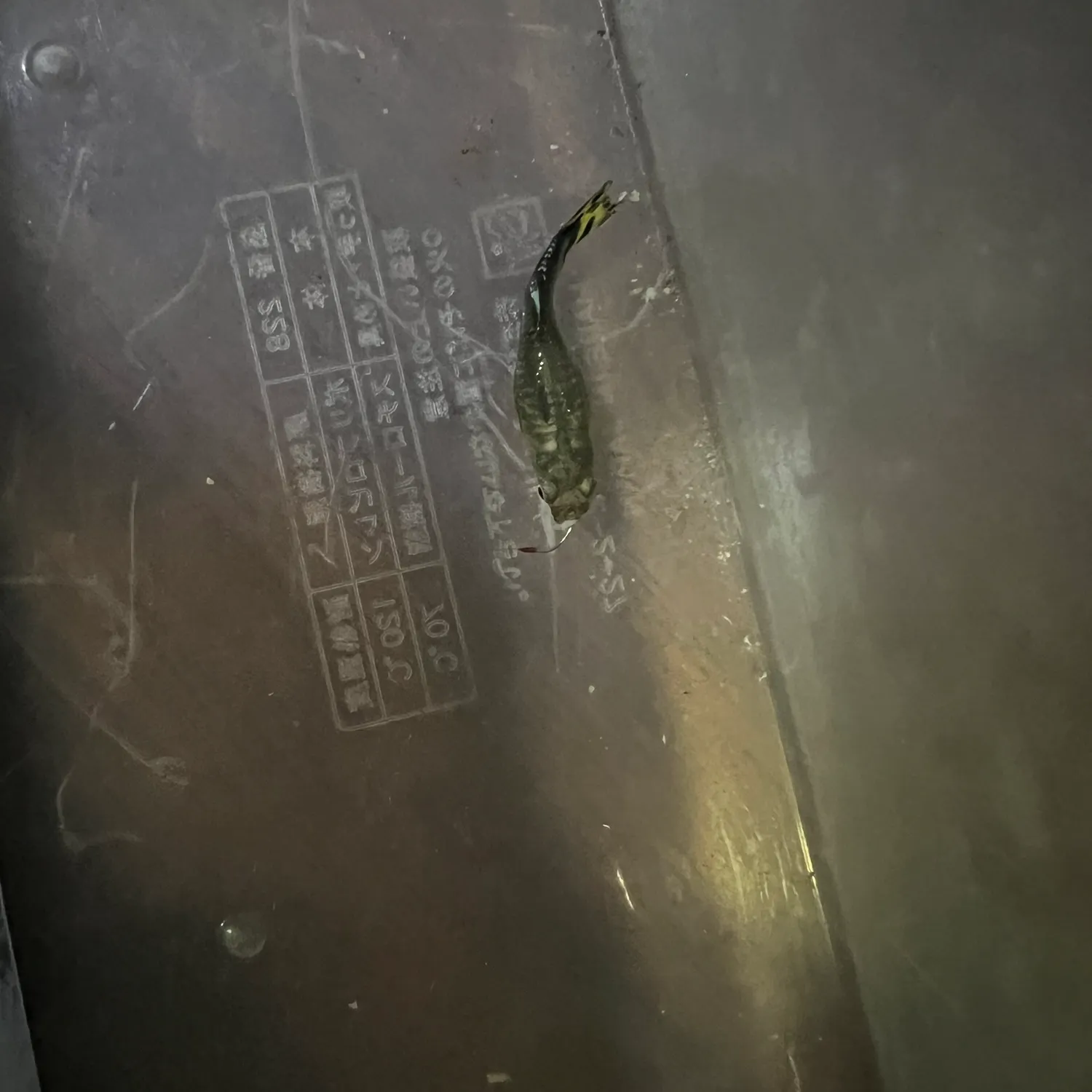 The most recent Guppy catches on Fishbrain