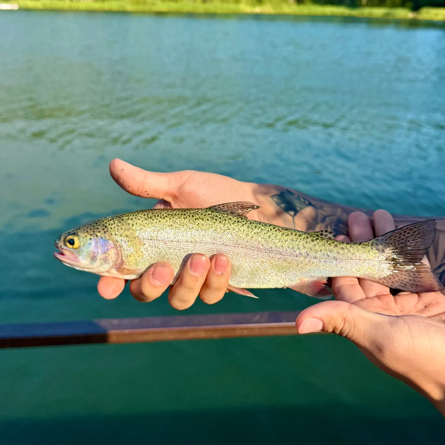 Rainbow trout caught on Fishbrain