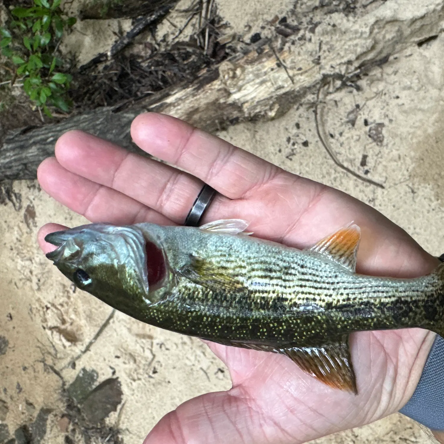 The most recent Warrior bass catches on Fishbrain