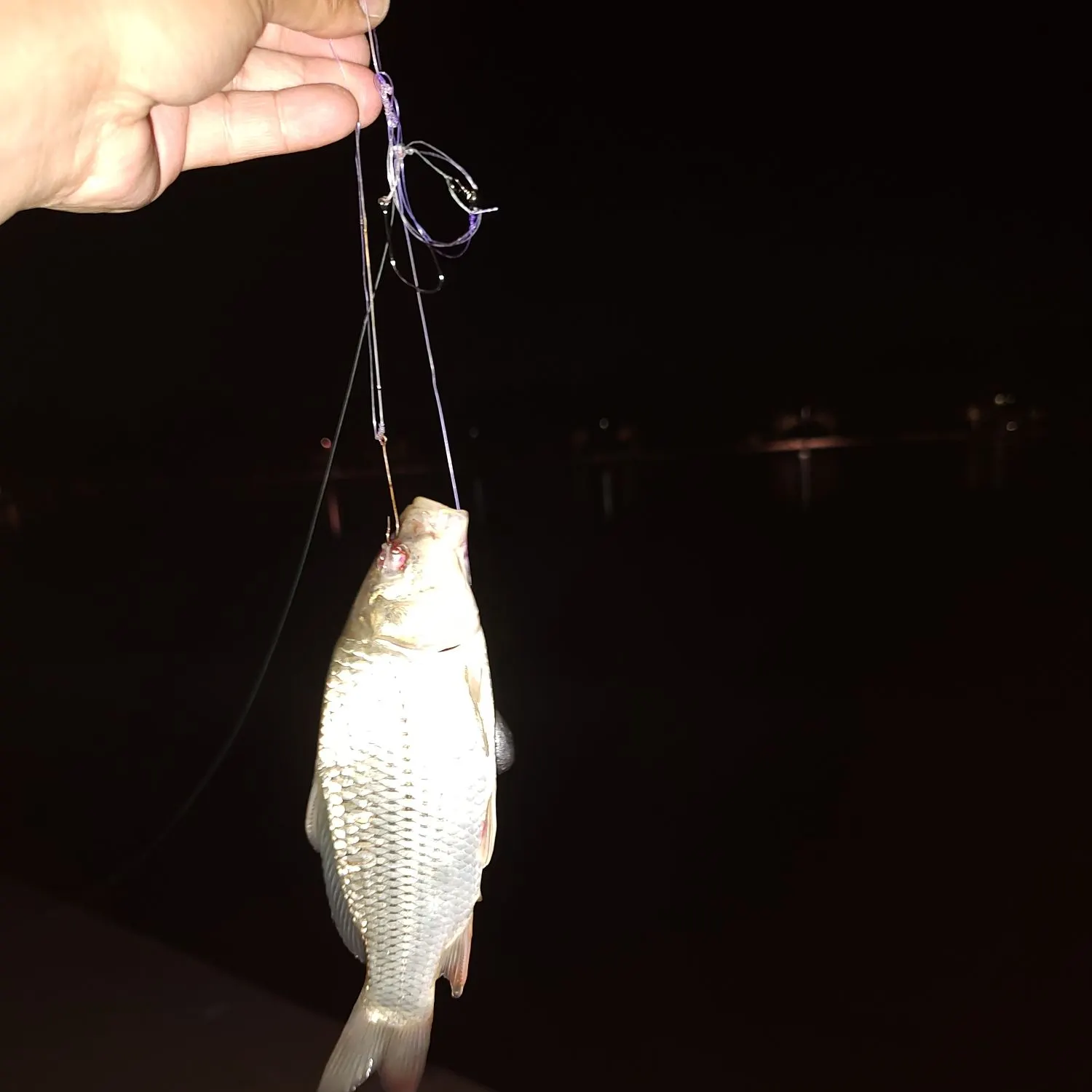 Common carp caught on Fishbrain