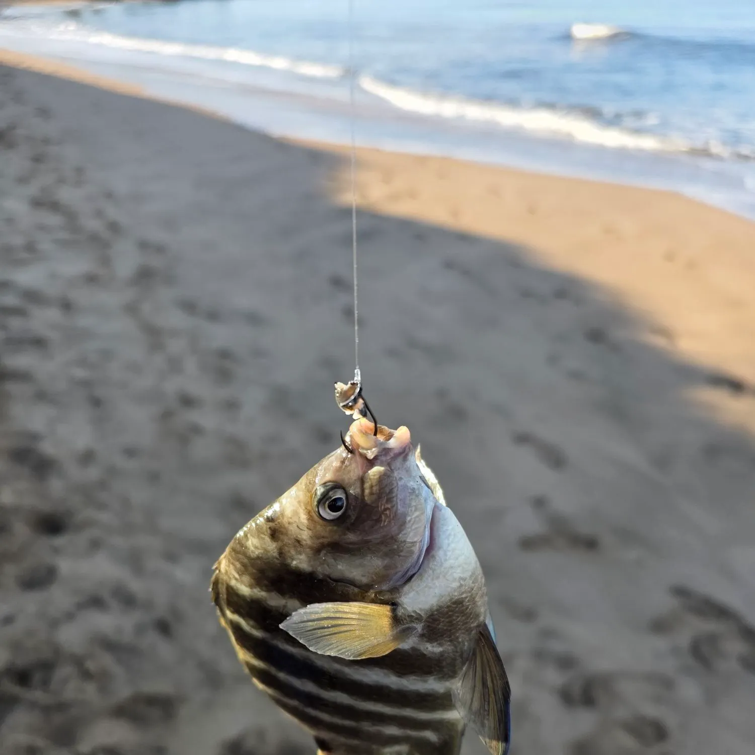 The most recent Blackspot sergeant catches on Fishbrain