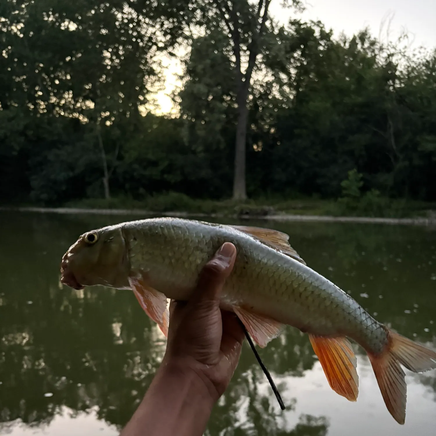 The most recent Golden redhorse catches on Fishbrain