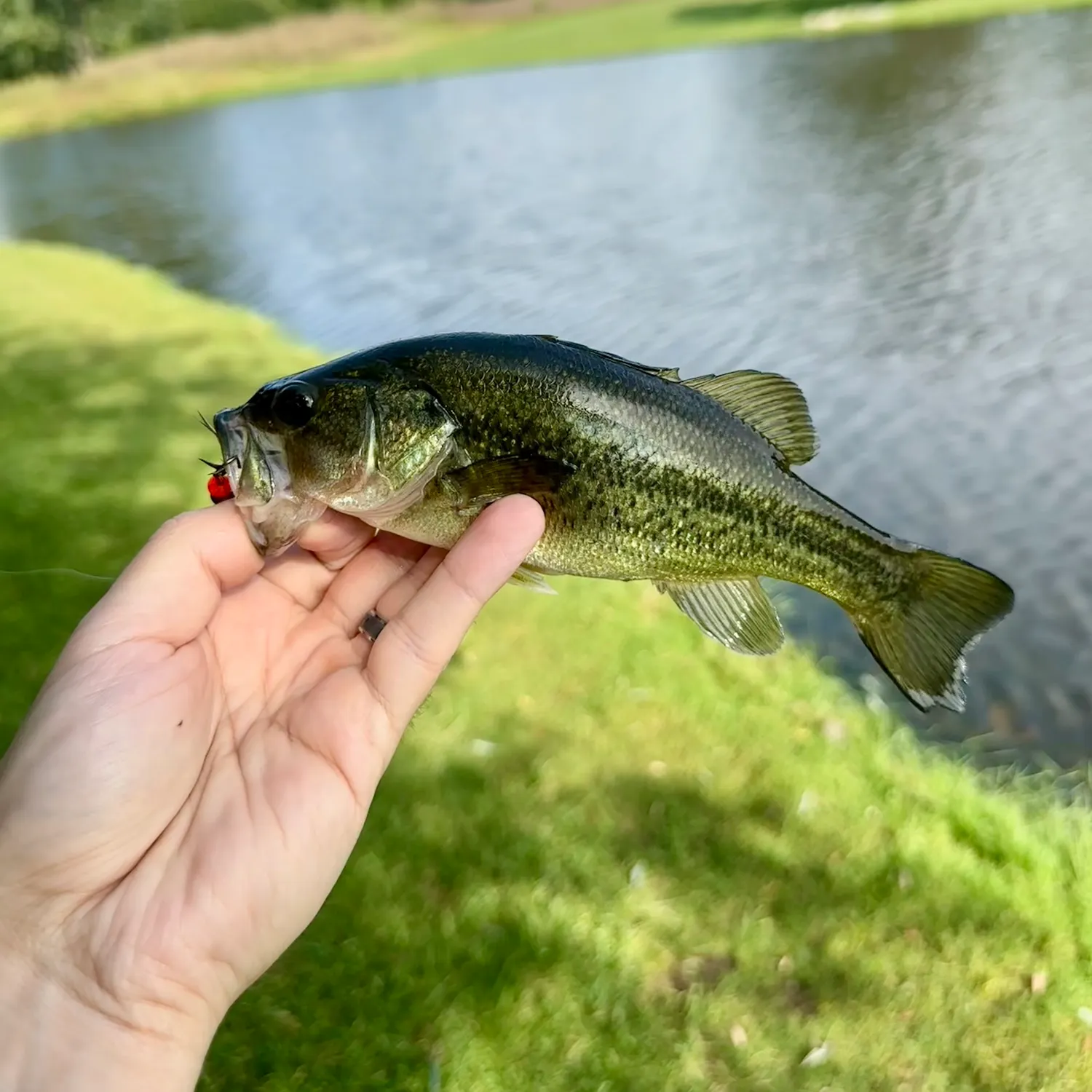 Largemouth bass caught on Fishbrain
