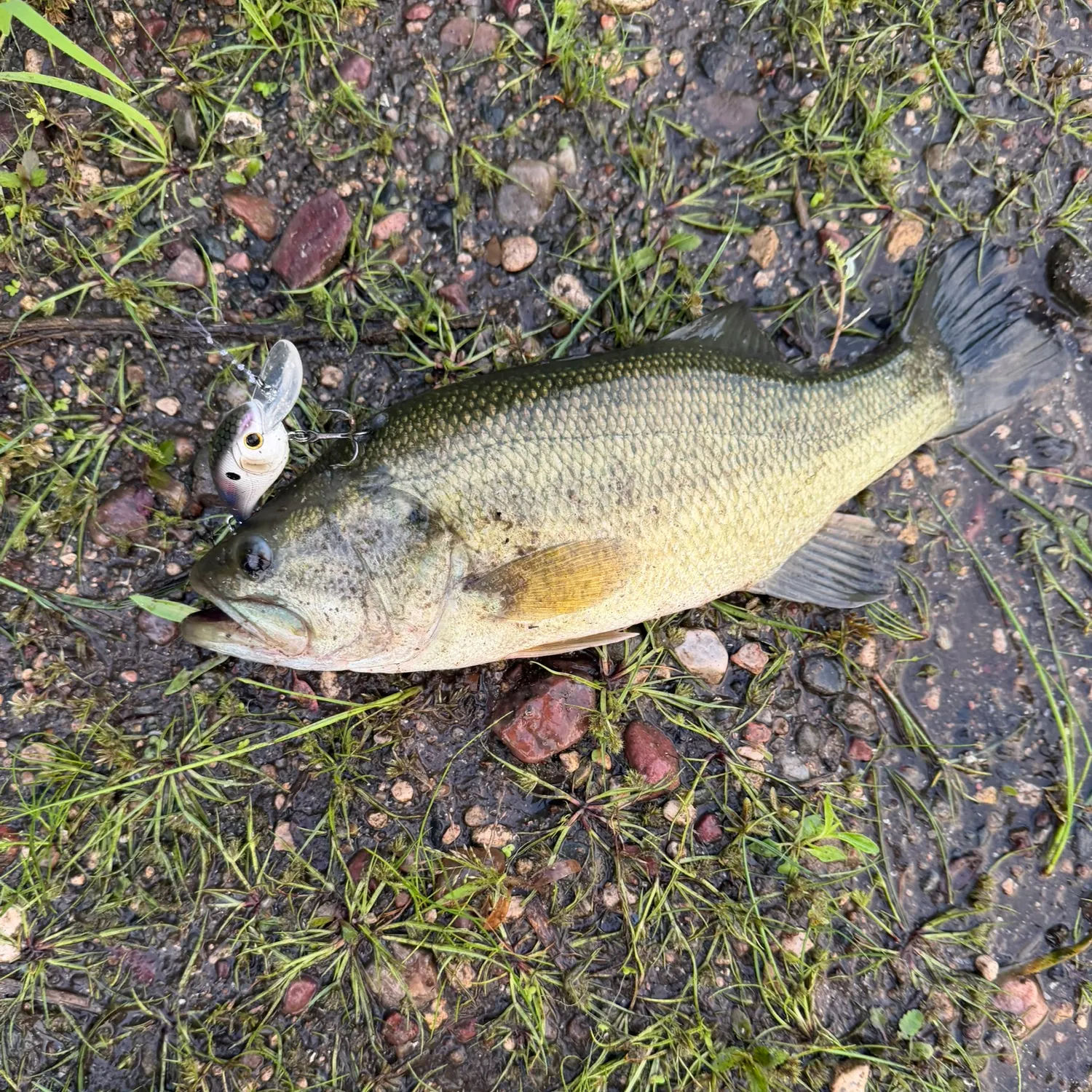 Largemouth bass caught on Fishbrain