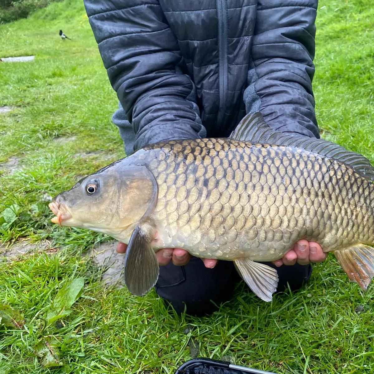 Common carp caught on Fishbrain