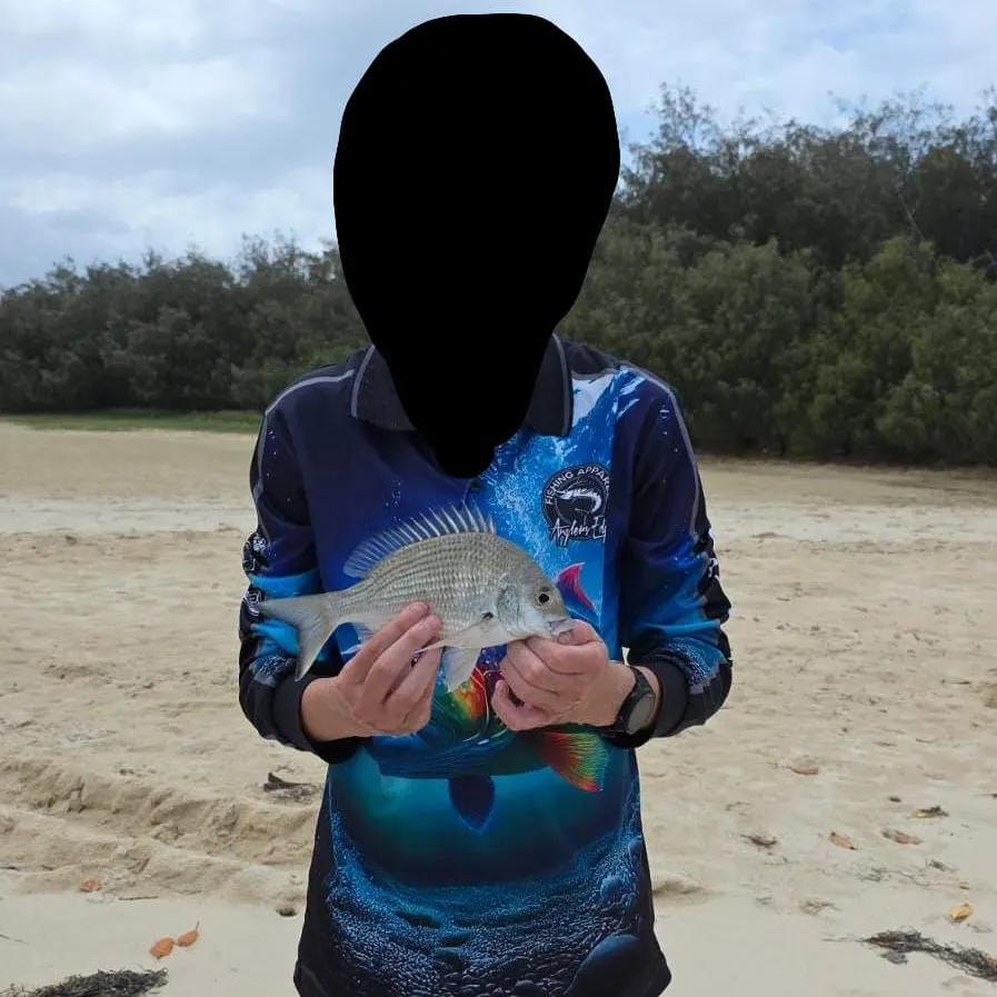 The most recent Surf bream catches on Fishbrain