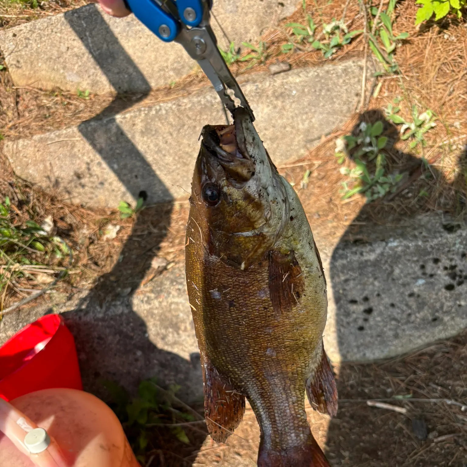 catch