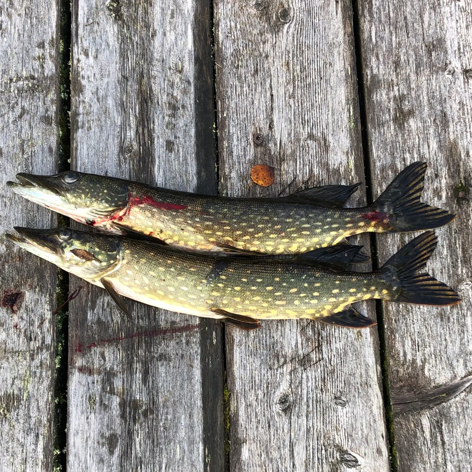 recently logged catches