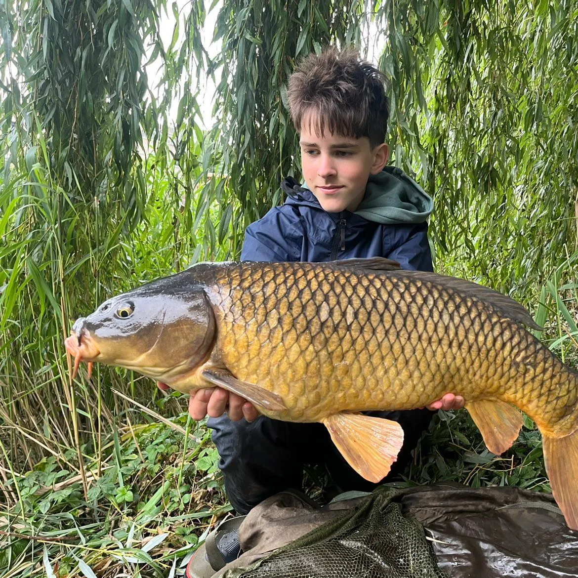 Common carp caught on Fishbrain