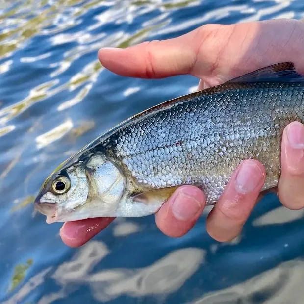 Mountain whitefish caught on Fishbrain