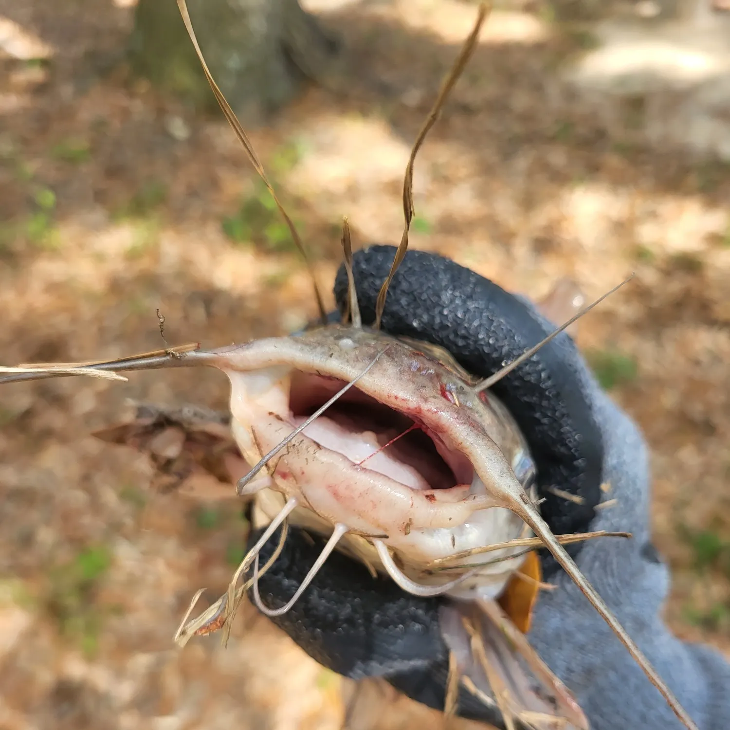 The most recent Spotted bullhead catches on Fishbrain