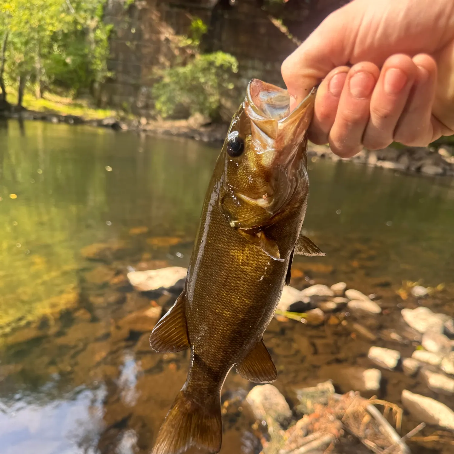 Smallmouth bass caught on Fishbrain