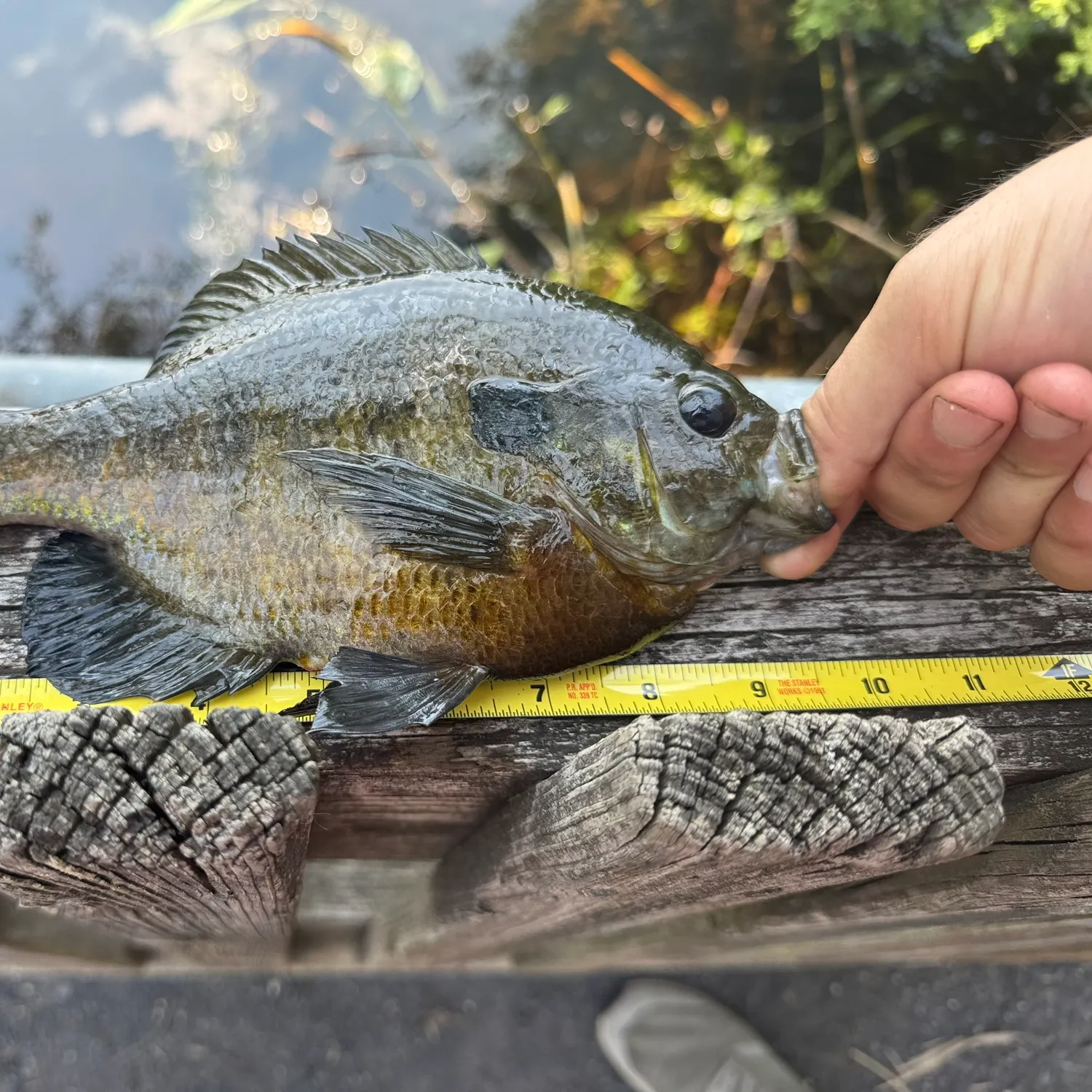 recently logged catches