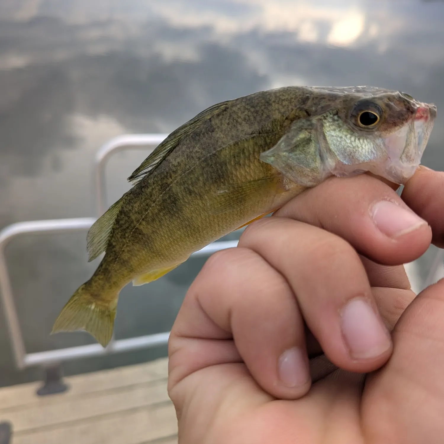 Yellow perch caught on Fishbrain