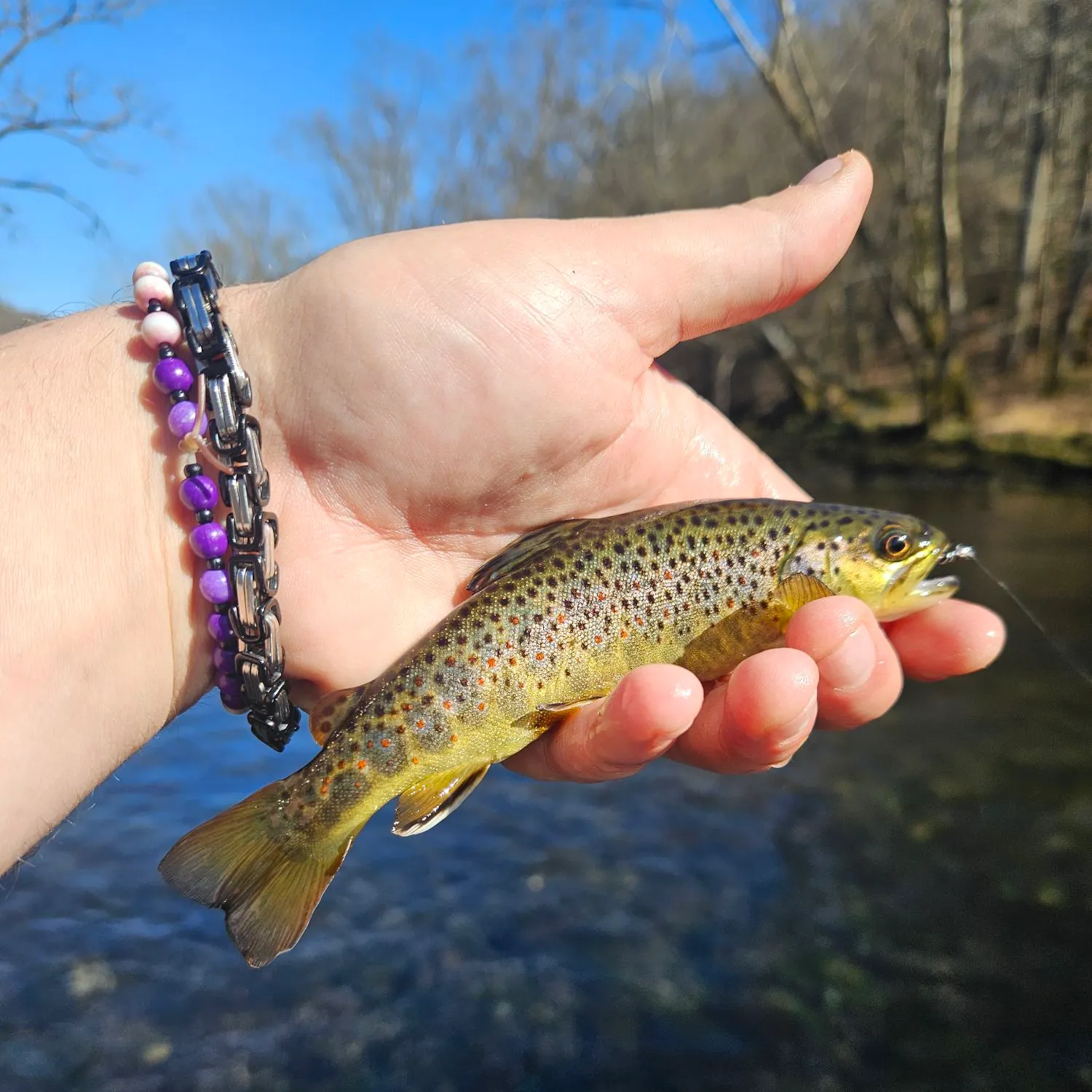 The most recent Brown trout catches on Fishbrain