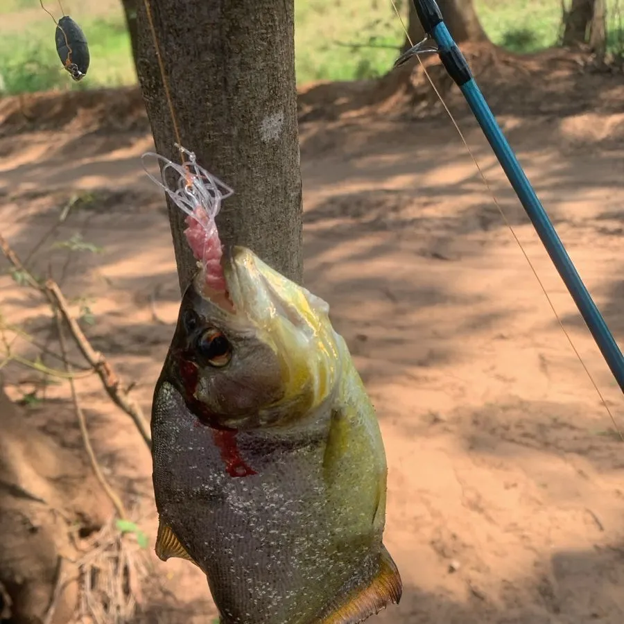 San Francisco piranha caught on Fishbrain