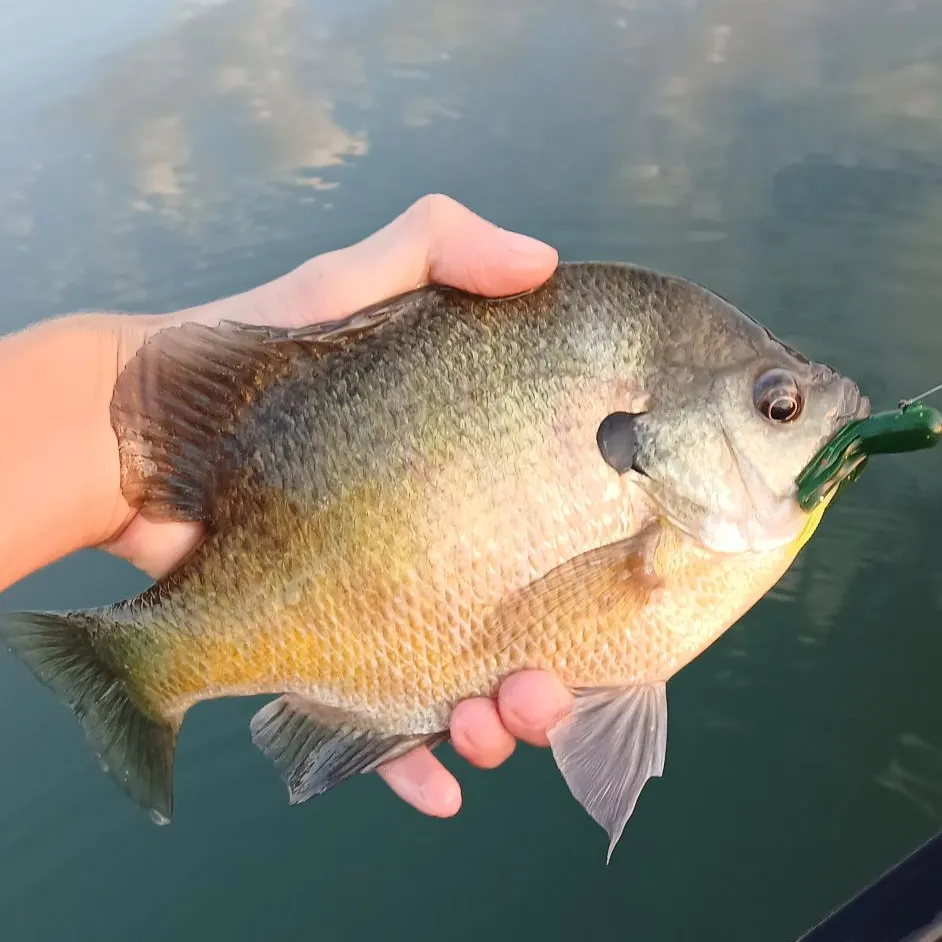 Bluegill caught on Fishbrain
