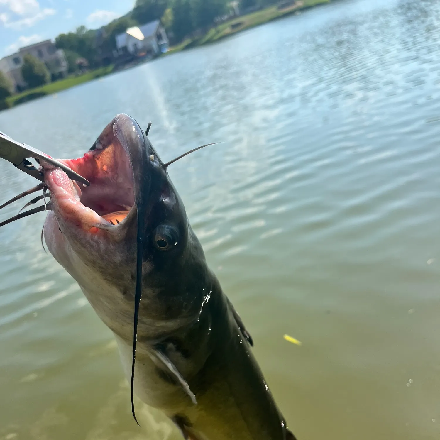 catch