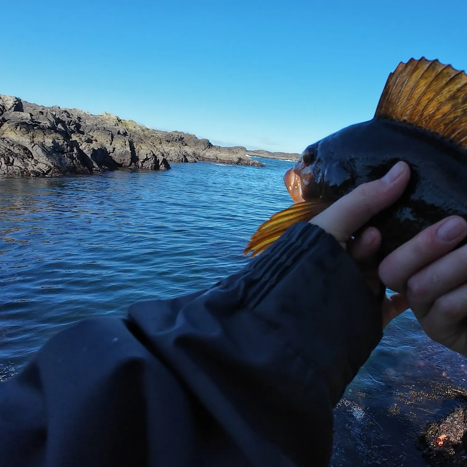 The most recent Kelp greenling catches on Fishbrain