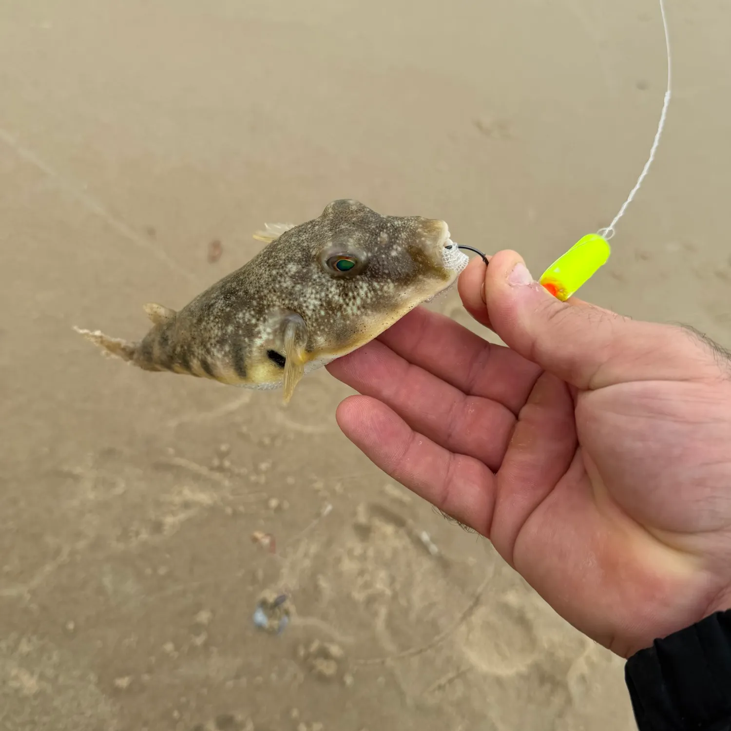 Northern puffer caught on Fishbrain