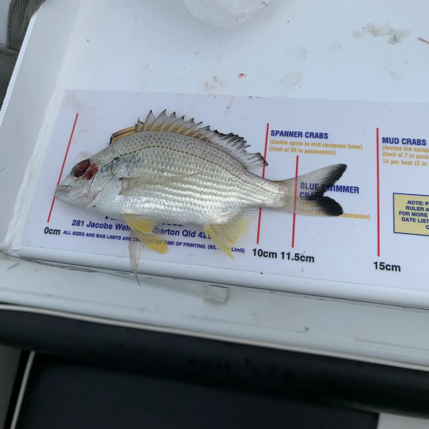 recently logged catches