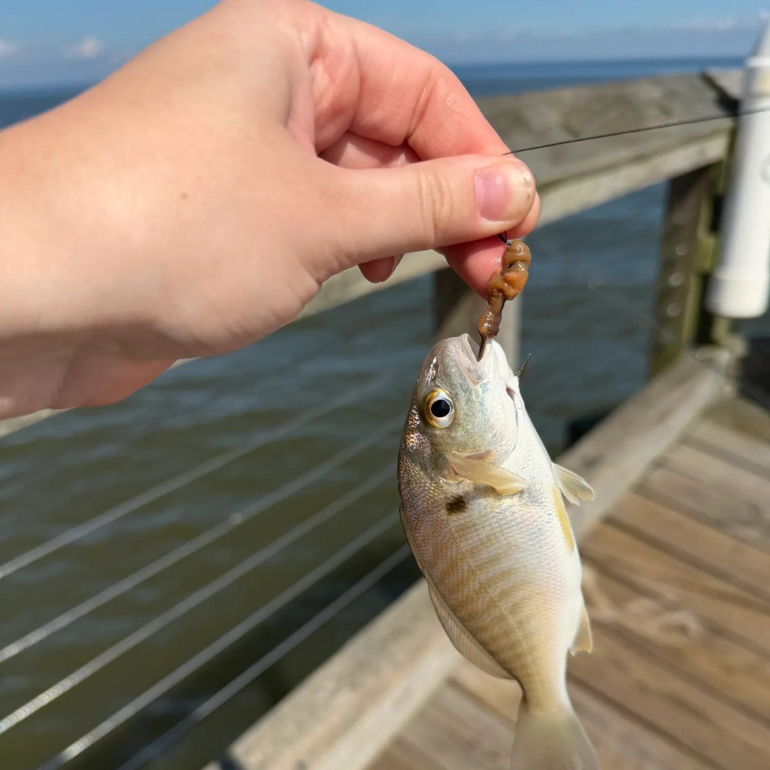 Spot croaker caught on Fishbrain
