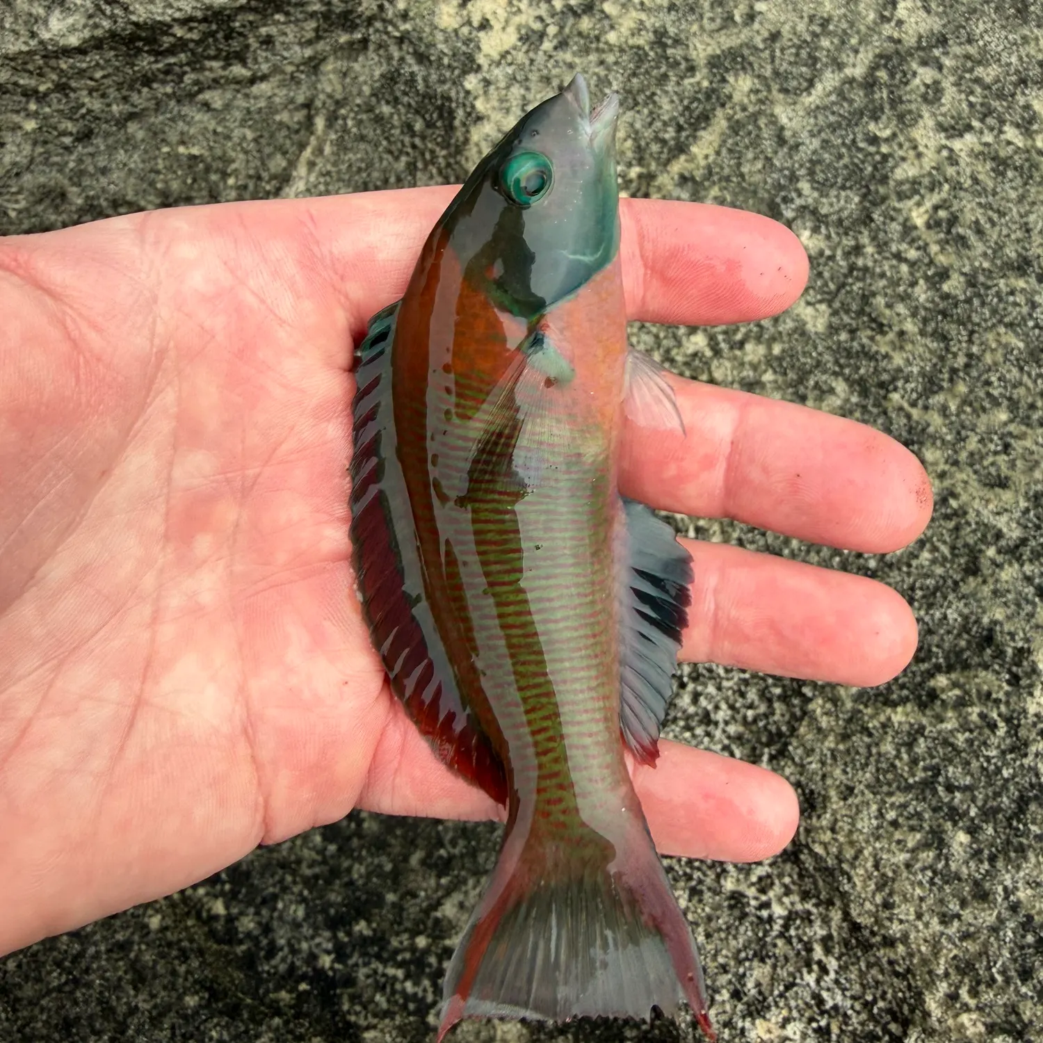 The most recent Saddle wrasse catches on Fishbrain