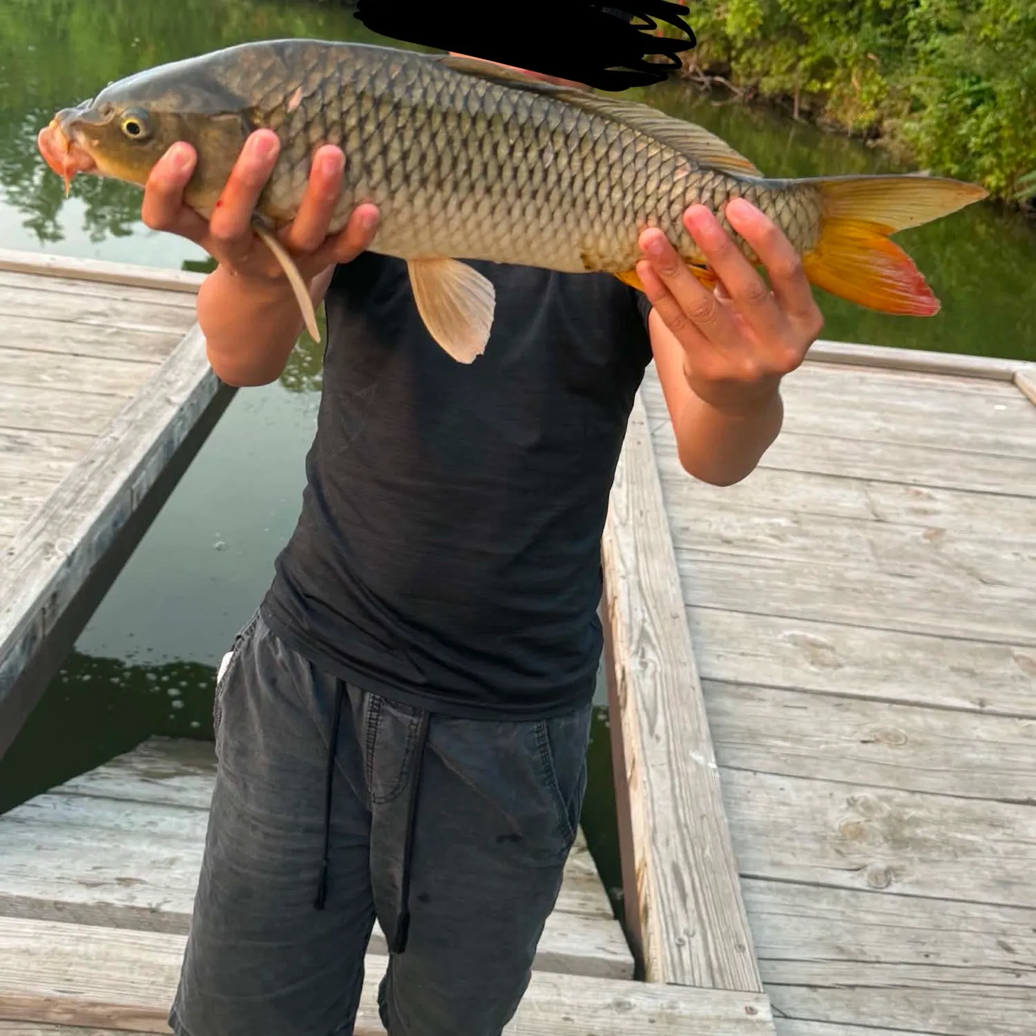 Common carp caught on Fishbrain