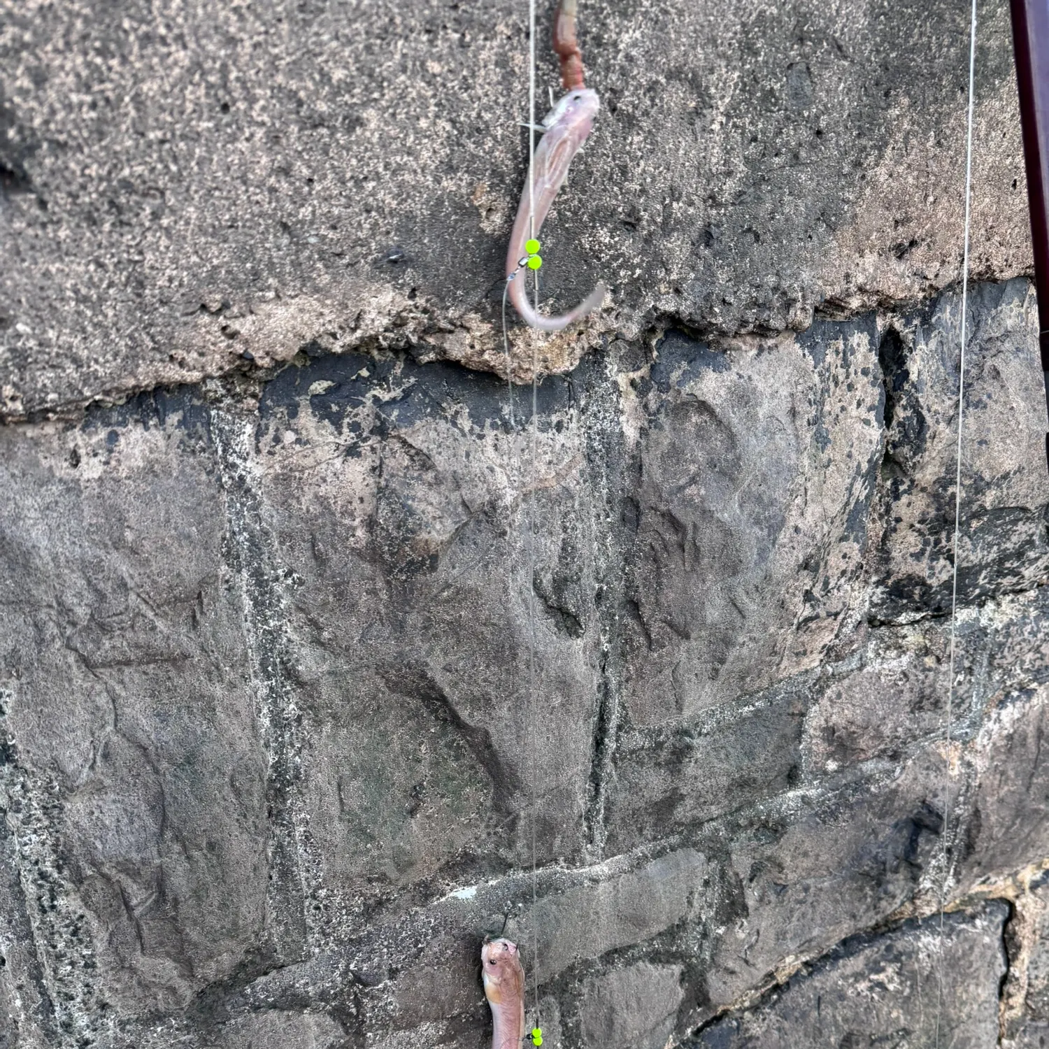 The most recent Fourbeard rockling catches on Fishbrain