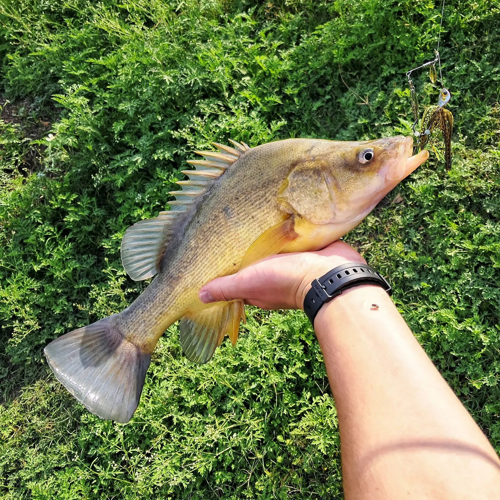 The most recent Golden perch catches on Fishbrain