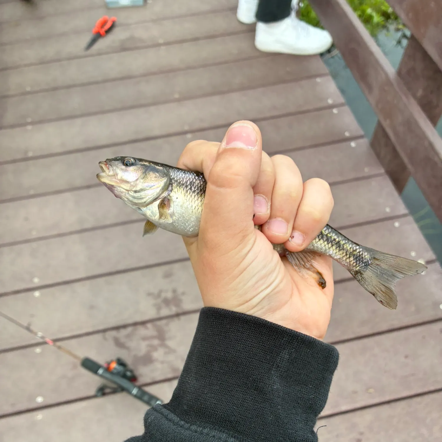 The most recent Dark chub catches on Fishbrain
