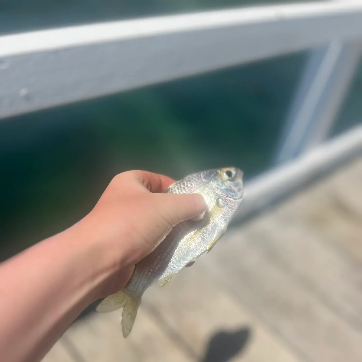 The most recent Common silver belly catches on Fishbrain