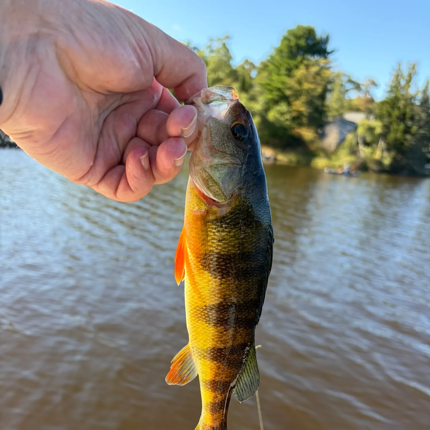 Yellow perch caught on Fishbrain
