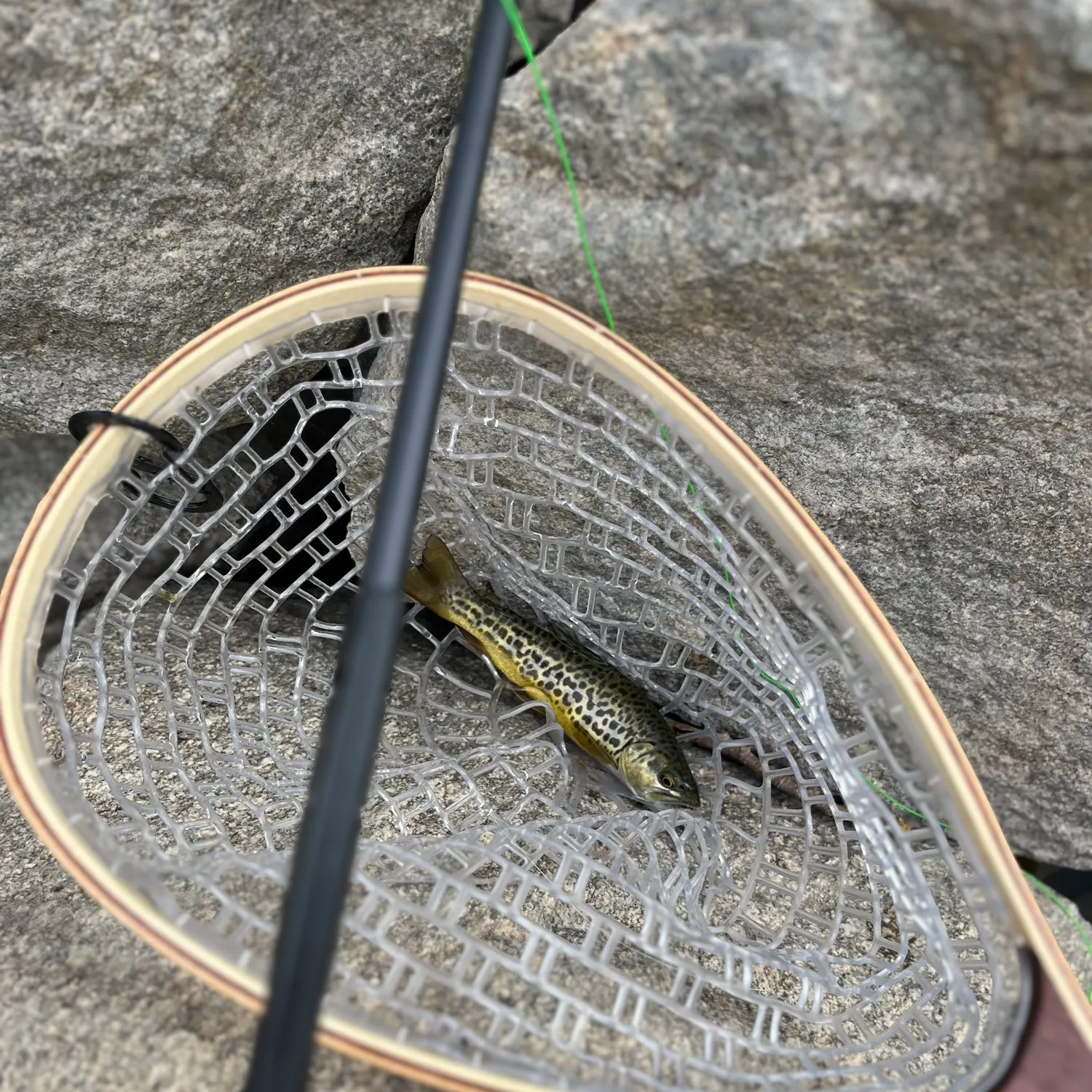 Tiger trout caught on Fishbrain
