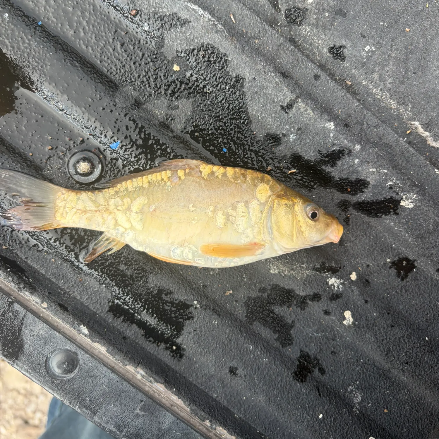 The most recent Leather carp catches on Fishbrain