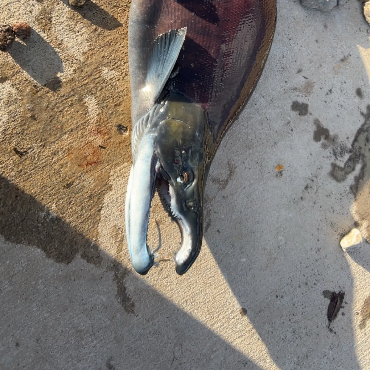 The most recent Kokanee salmon catches on Fishbrain